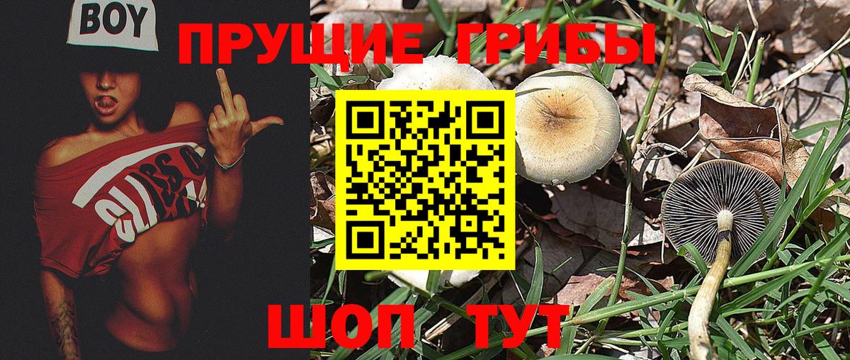 Псилоцибиновые грибы MAGIC MUSHROOMS Зеленогорск