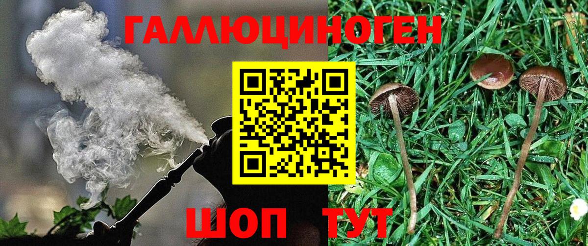 Зеленогорск  Псилоцибиновые грибы Psilocybe  Вход с VPN 
